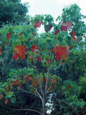 APII jpeg image of Homalanthus populifolius  © contact APII