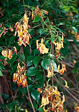 APII jpeg image of Pandorea pandorana 'Golden Rain'  © contact APII