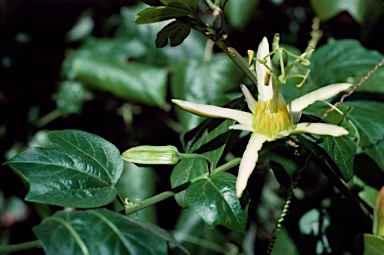 APII jpeg image of Passiflora herbertiana subsp. herbertiana  © contact APII