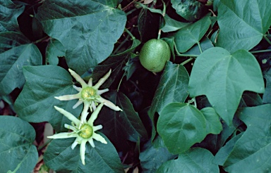 APII jpeg image of Passiflora herbertiana  © contact APII