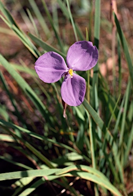 APII jpeg image of Patersonia macrantha  © contact APII