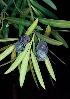 APII jpeg image of Podocarpus elatus  © contact APII
