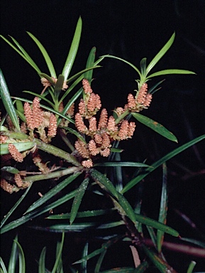 APII jpeg image of Podocarpus spinulosus  © contact APII
