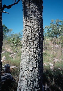 APII jpeg image of Planchonella arnhemica  © contact APII