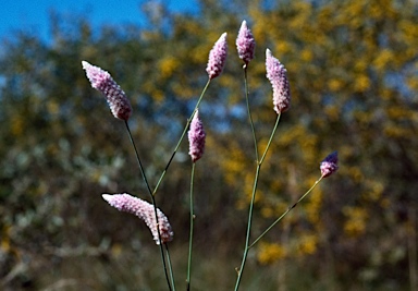 APII jpeg image of Ptilotus calostachyus  © contact APII