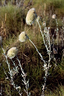 APII jpeg image of Ptilotus gardneri  © contact APII