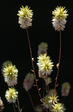 APII jpeg image of Ptilotus gaudichaudii  © contact APII