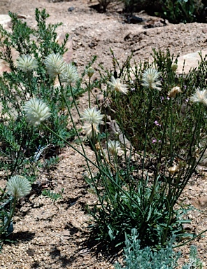 APII jpeg image of Ptilotus macrocephalus  © contact APII