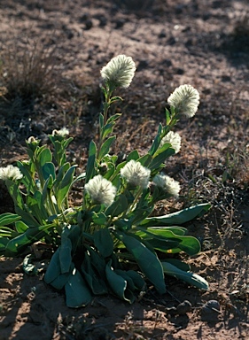 APII jpeg image of Ptilotus nobilis  © contact APII