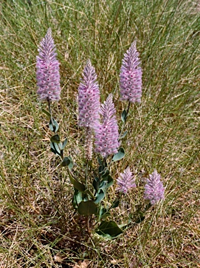 APII jpeg image of Ptilotus exaltatus  © contact APII