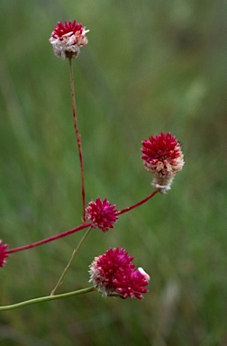 APII jpeg image of Ptilotus corymbosus  © contact APII