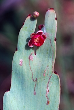 APII jpeg image of Hibbertia dilatata  © contact APII