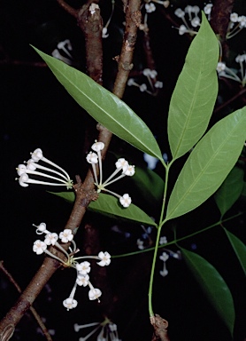 APII jpeg image of Phaleria clerodendron  © contact APII