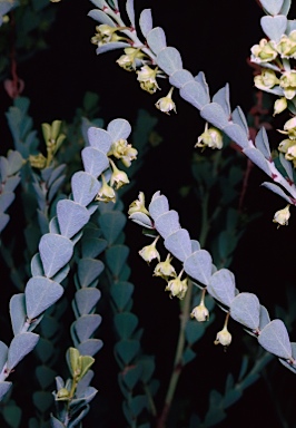 APII jpeg image of Phyllanthus saxosus  © contact APII