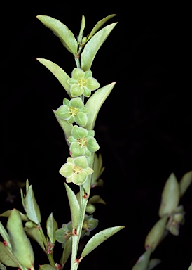 APII jpeg image of Phyllanthus subcrenulatus  © contact APII