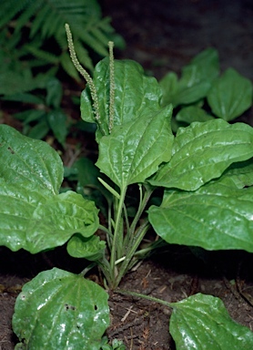 APII jpeg image of Plantago major  © contact APII