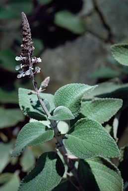 APII jpeg image of Plectranthus argentatus  © contact APII