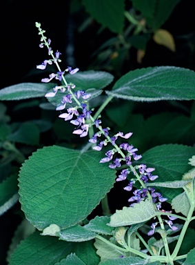 APII jpeg image of Plectranthus diversus  © contact APII