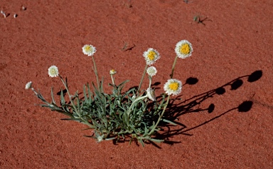 APII jpeg image of Polycalymma stuartii  © contact APII