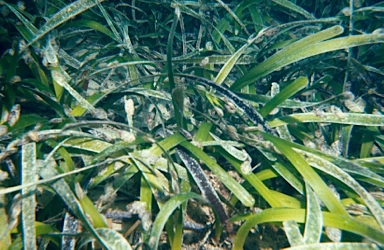 APII jpeg image of Posidonia australis  © contact APII