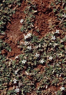 APII jpeg image of Lobelia darlingensis  © contact APII