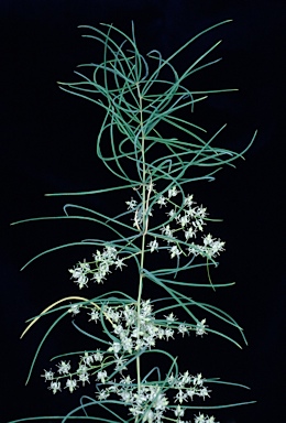 APII jpeg image of Asparagus racemosus  © contact APII