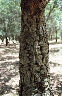 APII jpeg image of Quercus suber  © contact APII
