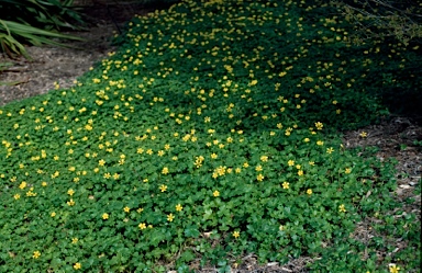 APII jpeg image of Ranunculus collinus  © contact APII