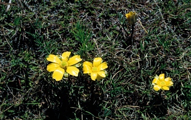 APII jpeg image of Ranunculus gunnianus  © contact APII