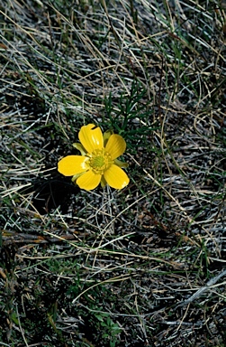 APII jpeg image of Ranunculus gunnianus  © contact APII