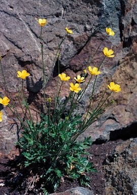 APII jpeg image of Ranunculus lappaceus  © contact APII