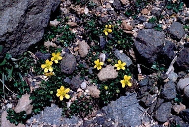 APII jpeg image of Ranunculus nanus  © contact APII