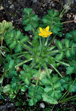 APII jpeg image of Ranunculus pimpinellifolius  © contact APII