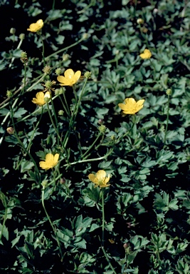 APII jpeg image of Ranunculus repens  © contact APII