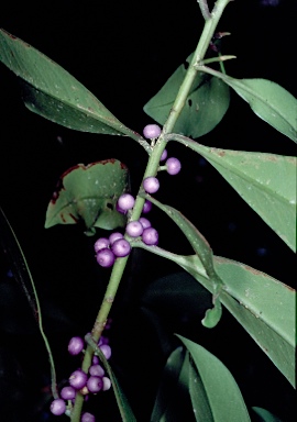 APII jpeg image of Myrsine ireneae subsp. curvata  © contact APII