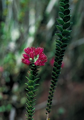 APII jpeg image of Regelia ciliata  © contact APII