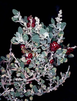 APII jpeg image of Rhagodia spinescens  © contact APII