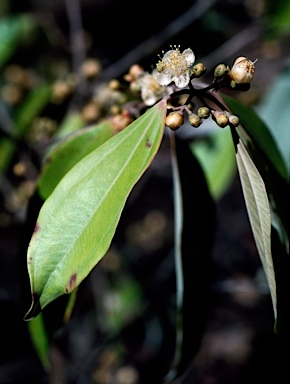 APII jpeg image of Rhodamnia acuminata  © contact APII
