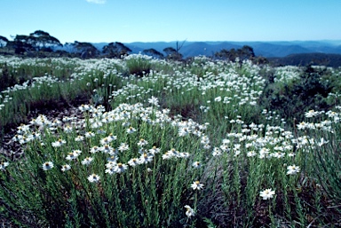 APII jpeg image of Rhodanthe anthemoides  © contact APII