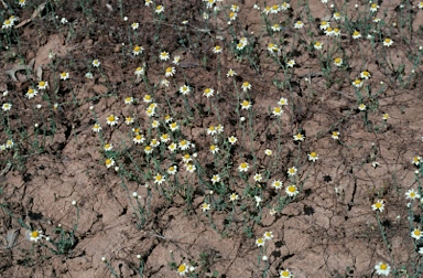 APII jpeg image of Rhodanthe diffusa subsp. leucactina  © contact APII