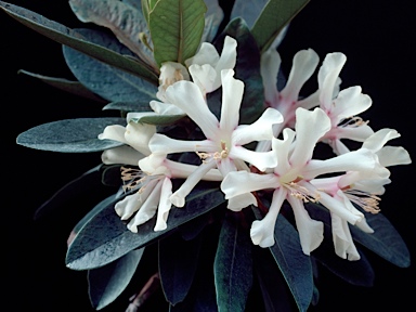 APII jpeg image of Rhododendron leucogigas  © contact APII