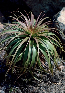 APII jpeg image of Richea x curtisiae  © contact APII