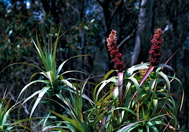 APII jpeg image of Richea dracophylla  © contact APII