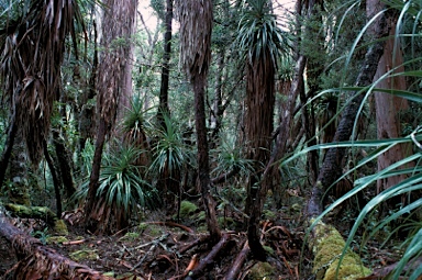 APII jpeg image of Richea pandanifolia  © contact APII