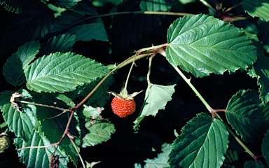 APII jpeg image of Rubus fraxinifolius  © contact APII