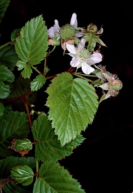 APII jpeg image of Rubus probus  © contact APII