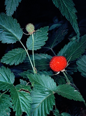 APII jpeg image of Rubus rosifolius  © contact APII