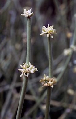 APII jpeg image of Cynanchum viminale subsp. australe  © contact APII