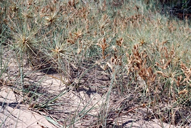 APII jpeg image of Spinifex hirsutus  © contact APII