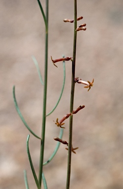 APII jpeg image of Stackhousia muricata  © contact APII